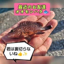 オオモンハタ