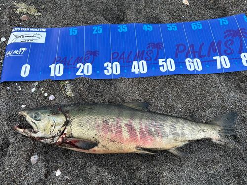 アキアジの釣果