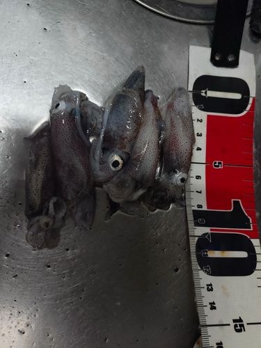 石狩湾