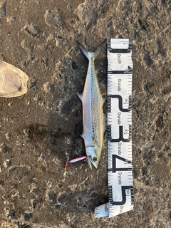 サゴシの釣果