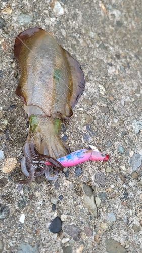 アオリイカの釣果