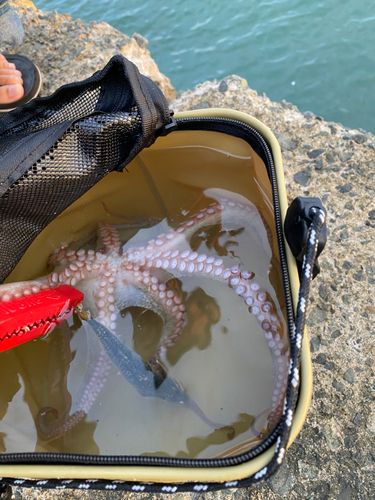 タコの釣果