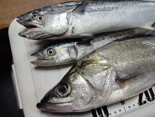 サゴシの釣果