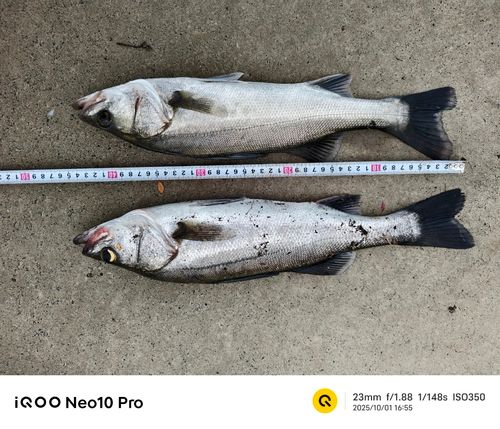 シーバスの釣果