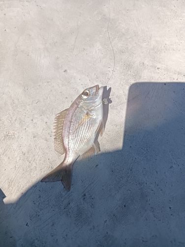 チャリコの釣果