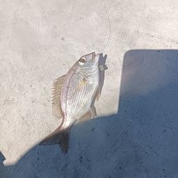 チャリコ