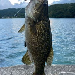 スモールマウスバス