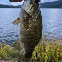 スモールマウスバス