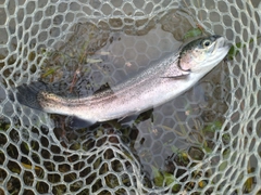 ニジマスの釣果