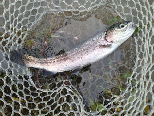 ニジマスの釣果