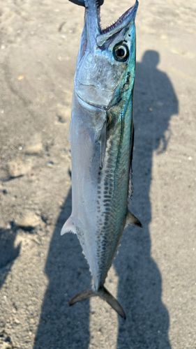 サゴシの釣果