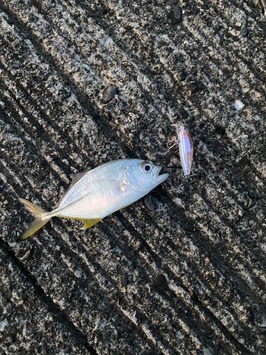 メッキの釣果