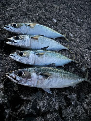 サバの釣果