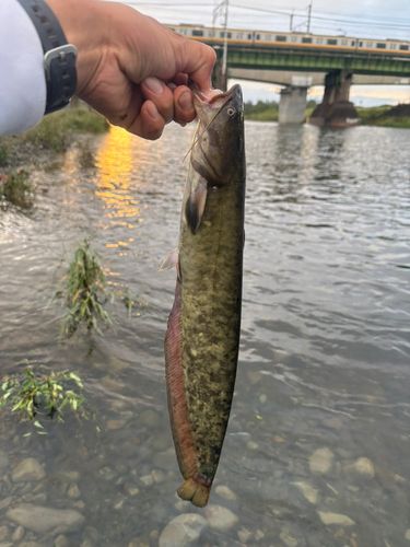 ナマズの釣果