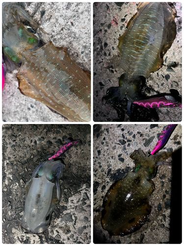 アオリイカの釣果