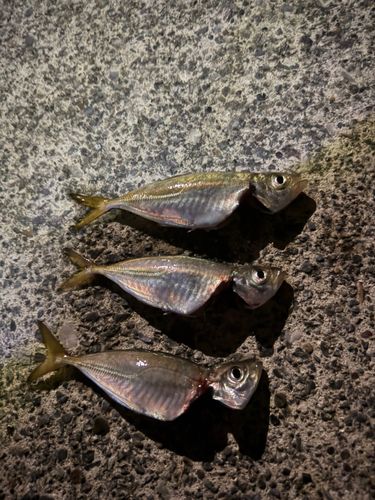 マアジの釣果