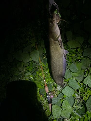 ナマズの釣果