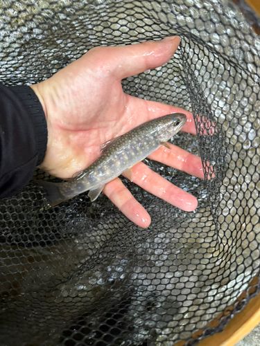 イワナの釣果