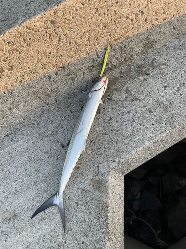 サゴシの釣果