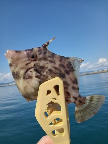 カワハギの釣果