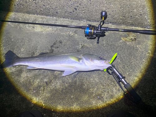 スズキの釣果