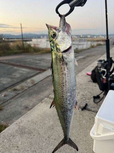サゴシの釣果