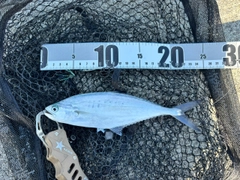 イケカツオの釣果