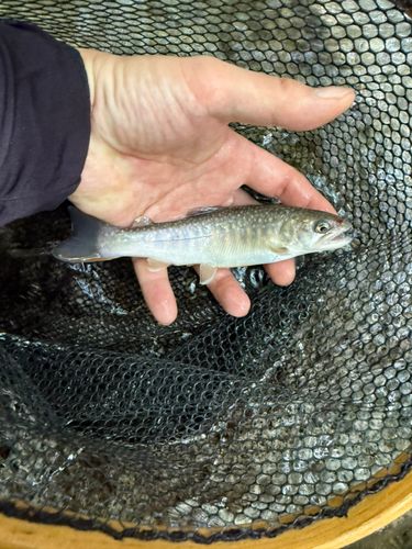 イワナの釣果