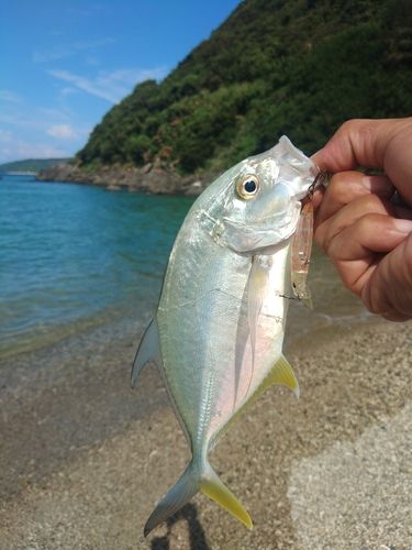 オニヒラアジの釣果
