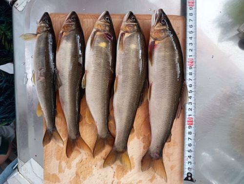 アユの釣果