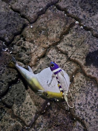 フグの釣果