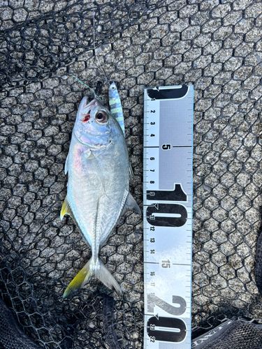 メッキの釣果