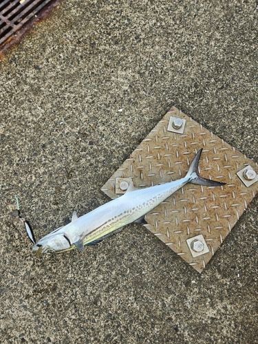 サゴシの釣果