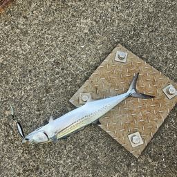 サゴシ