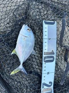 メッキの釣果