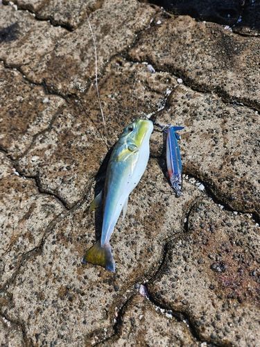 フグの釣果