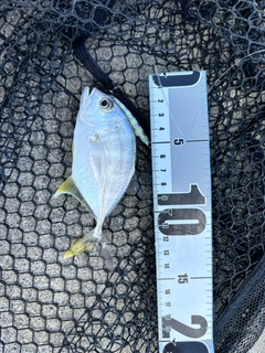 メッキの釣果