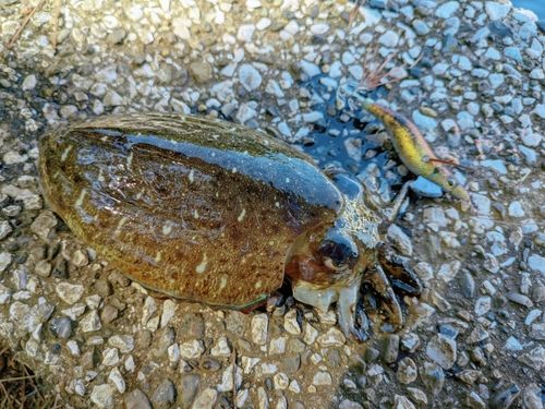 モンゴウイカの釣果