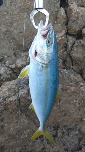 ツバスの釣果