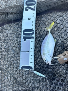 オニヒラアジの釣果