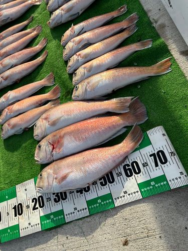 アマダイの釣果