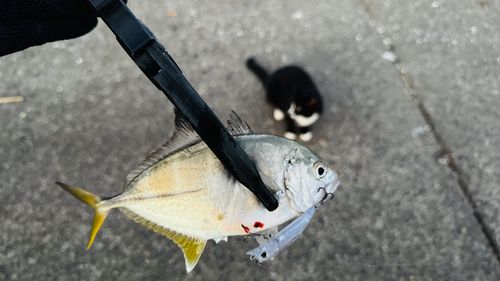 メッキの釣果