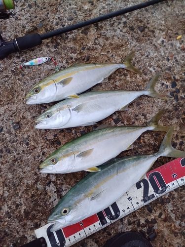 ワカシの釣果