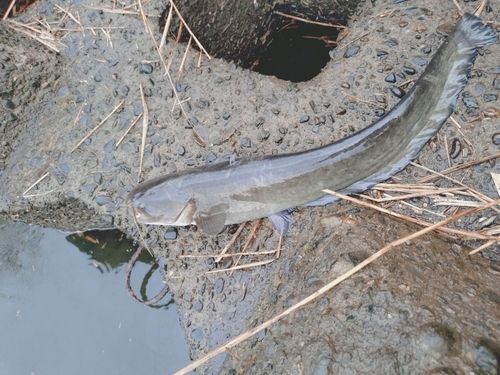 ナマズの釣果