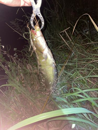 ナマズの釣果