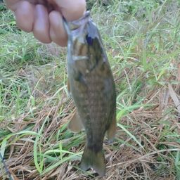 スモールマウスバス