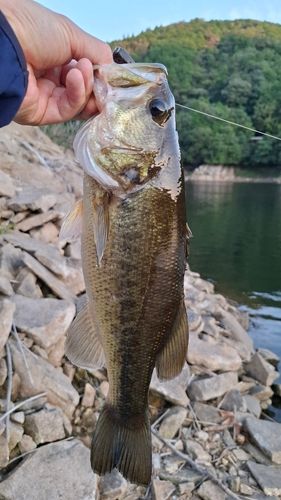 ブラックバスの釣果