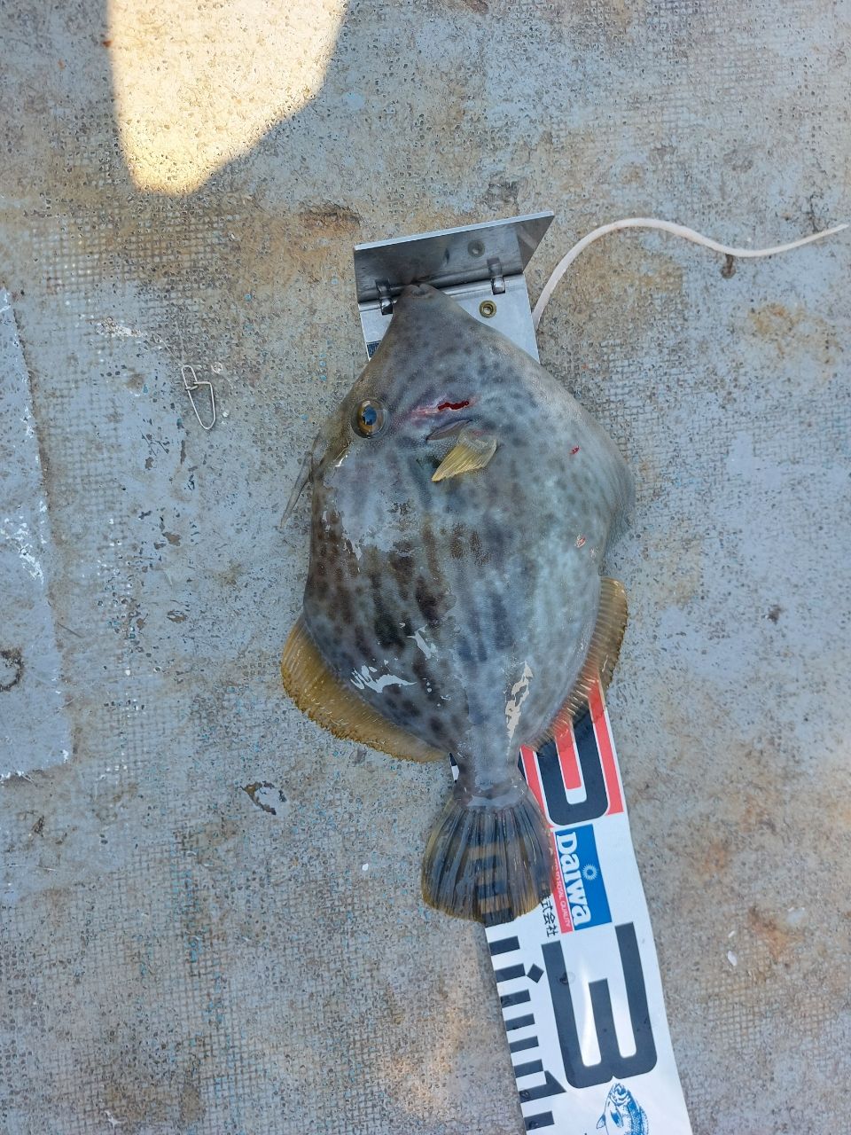 yamasuke2103さんの釣果 2枚目の画像