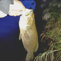 スモールマウスバス