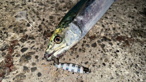 サワラの釣果